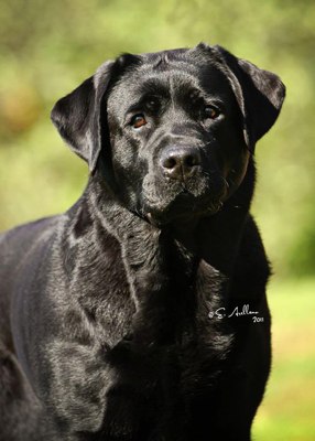 Holly
